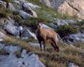 Chamois en Belledonne