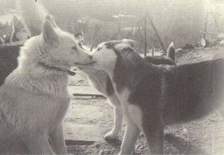 Découverte des chiens polaires